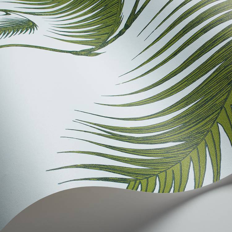 Palm Leaves