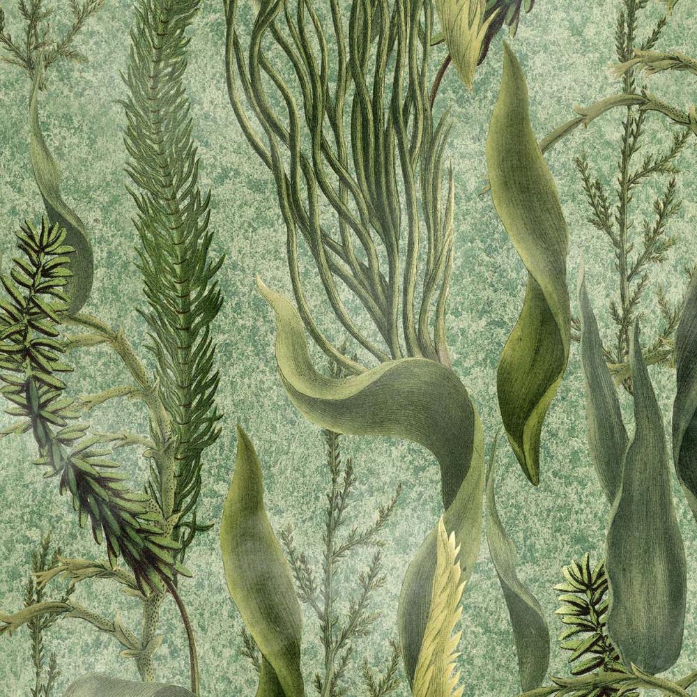 Aquatic Plants